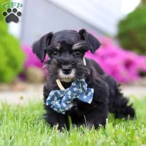 Teddy, Miniature Schnauzer Puppy